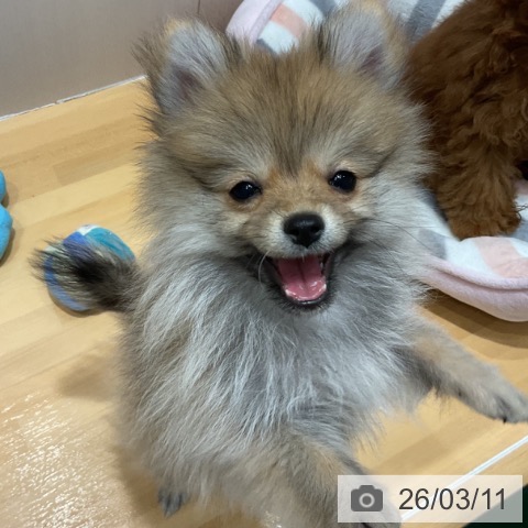 ポメラニアンの写真