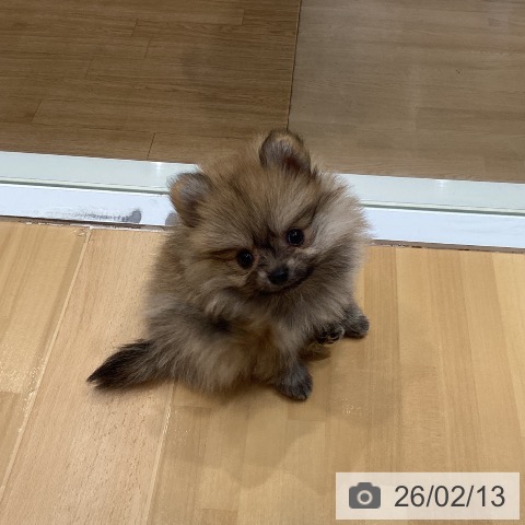 埼玉県のポメラニアン (ペットプラス 与野店/2025年12月9日生まれ/女の子/オレンジ)の子犬の4枚目の画像