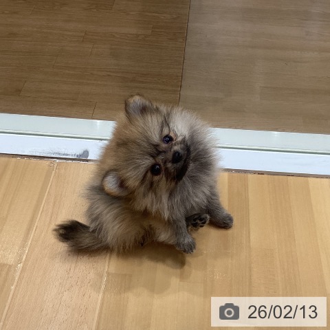 埼玉県のポメラニアン (ペットプラス 与野店/2025年12月9日生まれ/女の子/オレンジ)の子犬の3枚目の画像