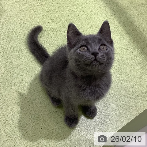 長野県のブリティッシュショートヘアー (ペットプラス 松本店/2025年11月26日生まれ/男の子/ブルー)の子猫の3枚目の画像