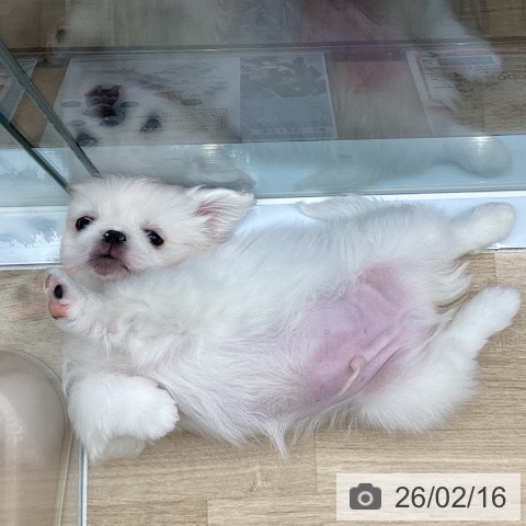 東京都のペキニーズ (ペットプラス むさし村山店/2025年12月10日生まれ/男の子/ホワイトクリーム)の子犬の4枚目の画像