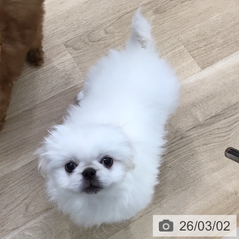 東京都のペキニーズ (ペットプラス 日の出店/2025年12月10日生まれ/男の子/ホワイトクリーム)の子犬の4枚目の画像