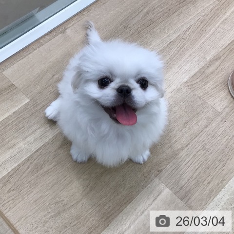 東京都のペキニーズ (ペットプラス 日の出店/2025年12月10日生まれ/男の子/ホワイトクリーム)の子犬の4枚目の画像