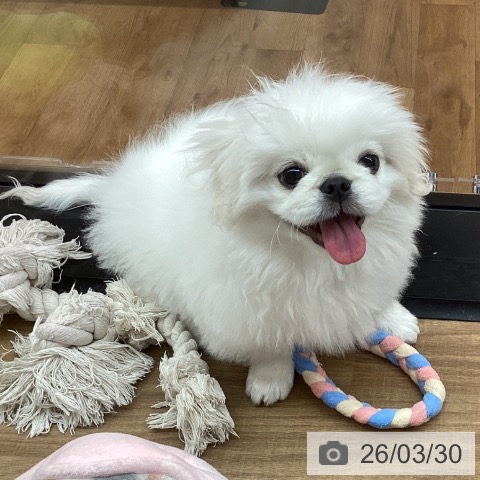 東京都のペキニーズ (ペッツワン 青梅インター店/2025年12月10日生まれ/男の子/ホワイトクリーム)の子犬の4枚目の画像