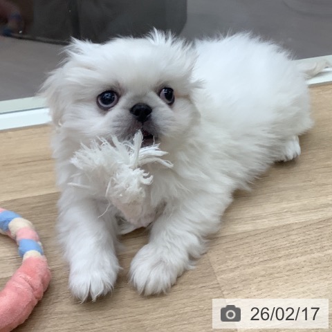 東京都のペキニーズ (ペットプラス 日の出店/2025年12月10日生まれ/男の子/ホワイトクリーム)の子犬の3枚目の画像