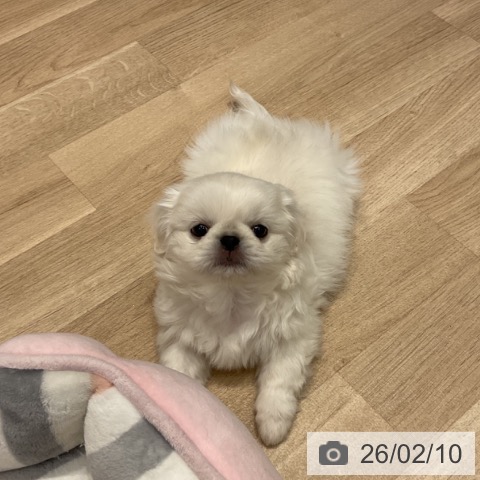 群馬県のペキニーズ (ペットプラス イオンモール太田店/2025年12月10日生まれ/女の子/ホワイトクリーム)の子犬の3枚目の画像