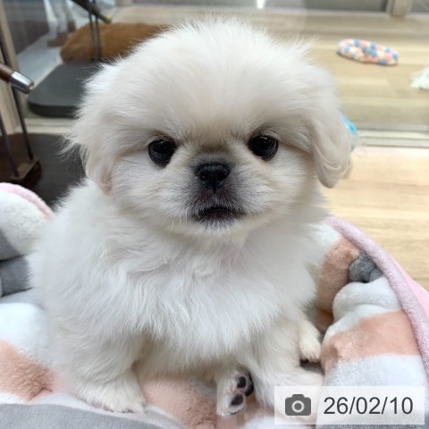 東京都のペキニーズ (ペットプラス アクアシティお台場店/2025年12月10日生まれ/女の子/ホワイトクリーム)の子犬の4枚目の画像