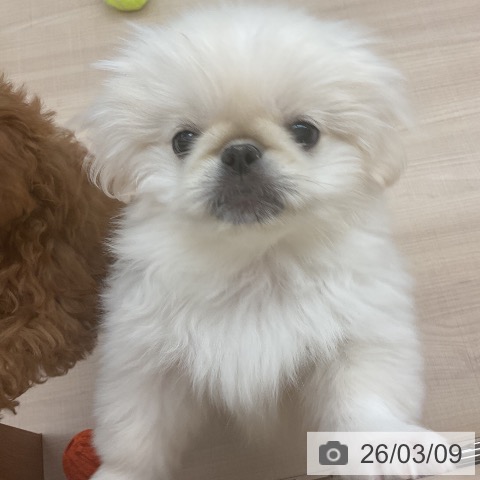 東京都のペキニーズ (ペッツワン 南砂町SUNAMO店/2025年12月10日生まれ/女の子/ホワイトクリーム)の子犬の4枚目の画像