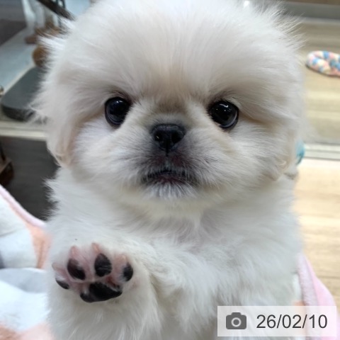 東京都のペキニーズ (ペットプラス アクアシティお台場店/2025年12月10日生まれ/女の子/ホワイトクリーム)の子犬の3枚目の画像
