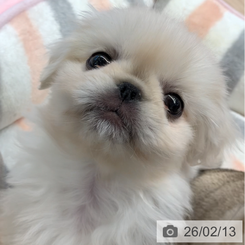 千葉県のペキニーズ (ペットプラス 幕張新都心店/2025年12月10日生まれ/女の子/ホワイトクリーム)の子犬の4枚目の画像