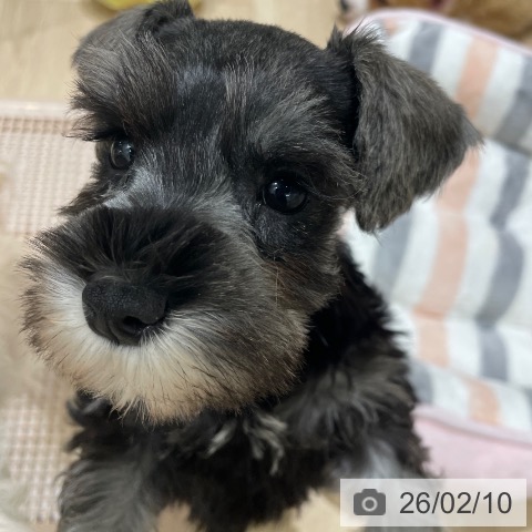 長野県のミニチュアシュナウザー (ペットプラス 須坂店/2025年12月8日生まれ/女の子/ソルトペッパー)の子犬の4枚目の画像