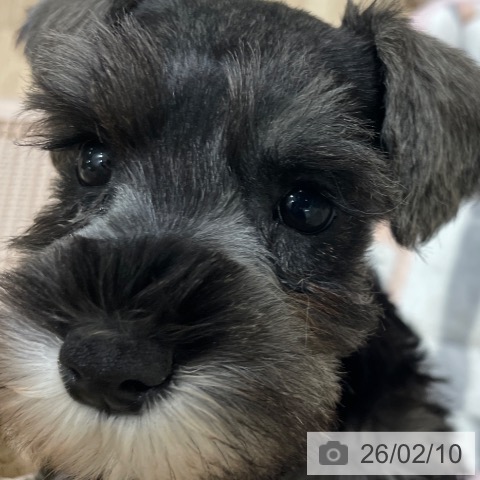 長野県のミニチュアシュナウザー (ペットプラス 須坂店/2025年12月8日生まれ/女の子/ソルトペッパー)の子犬の4枚目の画像