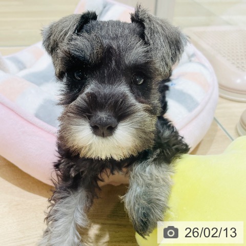 長野県のミニチュアシュナウザー (ペットプラス 須坂店/2025年12月8日生まれ/女の子/ソルトペッパー)の子犬の3枚目の画像