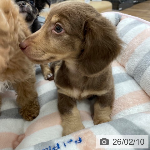 ミニチュア・ダックスフンドの写真