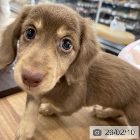 ミニチュア・ダックスフンドの写真