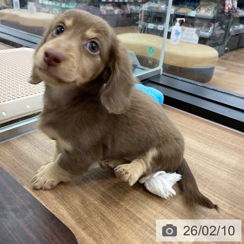 ミニチュア・ダックスフンドの写真