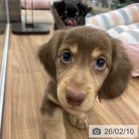 ミニチュア・ダックスフンドの写真