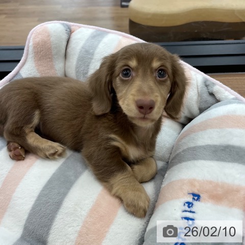 茨城県のミニチュアダックスフンド(ロング) (ペッツワン つくば店/2025年12月5日生まれ/男の子/チョコレートタン)の子犬の4枚目の画像