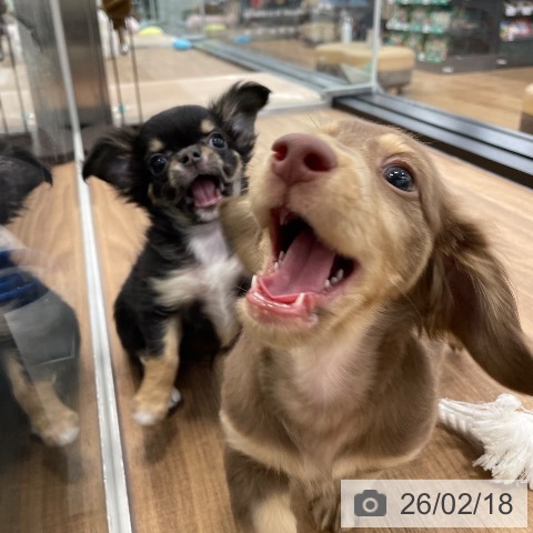 茨城県のミニチュアダックスフンド(ロング) (ペッツワン つくば店/2025年12月5日生まれ/男の子/チョコレートタン)の子犬の4枚目の画像