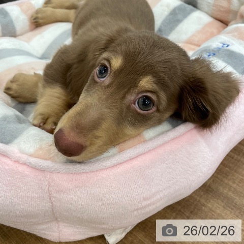 茨城県のミニチュアダックスフンド(ロング) (ペッツワン つくば店/2025年12月5日生まれ/男の子/チョコレートタン)の子犬の4枚目の画像