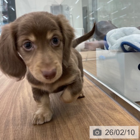 茨城県のミニチュアダックスフンド(ロング) (ペッツワン つくば店/2025年12月5日生まれ/男の子/チョコレートタン)の子犬の3枚目の画像