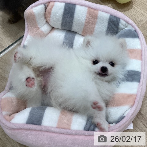 宮城県のポメラニアン (ペットプラス 仙台上杉店/2025年12月10日生まれ/男の子/ホワイトクリーム)の子犬の4枚目の画像