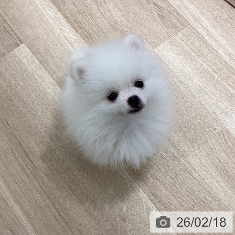 宮城県のポメラニアン (ペットプラス 仙台上杉店/2025年12月10日生まれ/男の子/ホワイトクリーム)の子犬の4枚目の画像