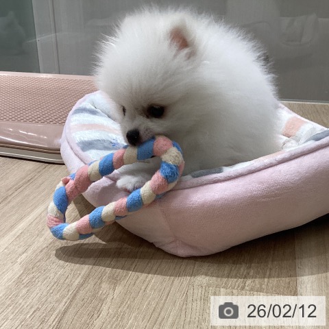 宮城県のポメラニアン (ペットプラス 仙台上杉店/2025年12月10日生まれ/男の子/ホワイトクリーム)の子犬の3枚目の画像