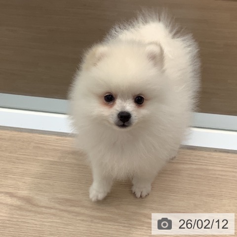 ポメラニアンの写真