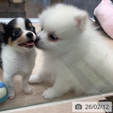 ポメラニアンの写真