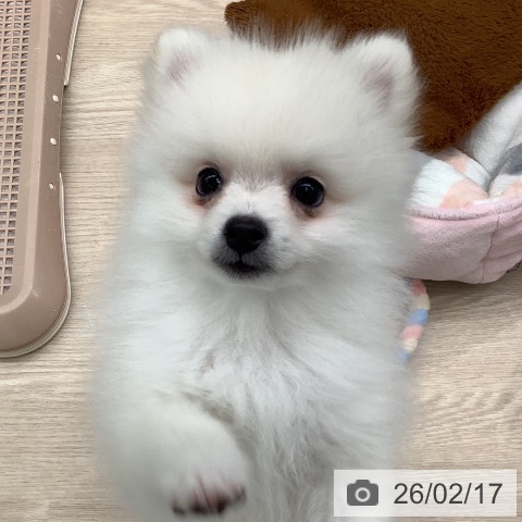 埼玉県のポメラニアン (ペットプラス 川口店/2025年12月10日生まれ/男の子/ホワイトクリーム)の子犬の4枚目の画像