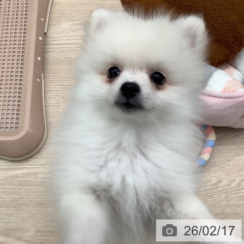 埼玉県のポメラニアン (ペットプラス 川口店/2025年12月10日生まれ/男の子/ホワイトクリーム)の子犬の3枚目の画像