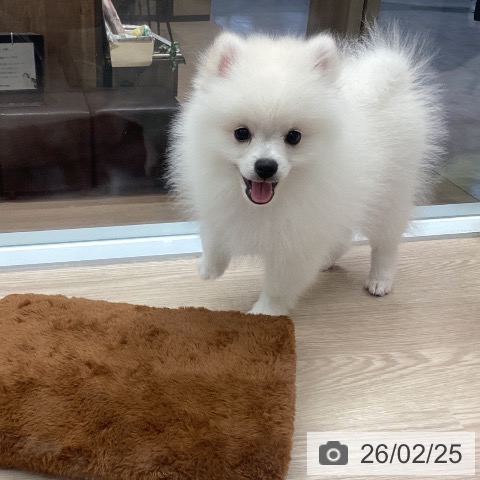 埼玉県のポメラニアン (ペットプラス 川口店/2025年12月10日生まれ/男の子/ホワイトクリーム)の子犬の3枚目の画像