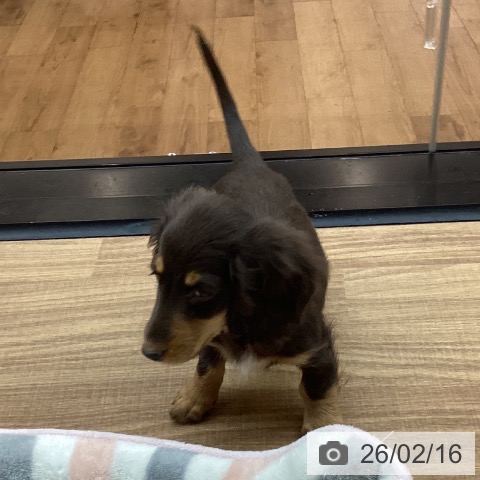 東京都のミニチュアダックスフンド(ロング) (ペッツワン 青梅インター店/2025年12月8日生まれ/男の子/チョコレートタン)の子犬の4枚目の画像