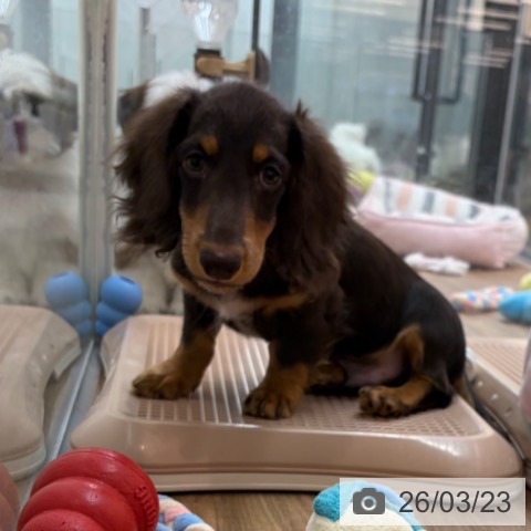 東京都のミニチュアダックスフンド(ロング) (ペッツワン 青梅インター店/2025年12月8日生まれ/男の子/チョコレートタン)の子犬の4枚目の画像