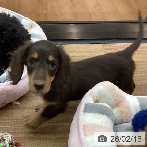 東京都のミニチュアダックスフンド(ロング) (ペッツワン 青梅インター店/2025年12月8日生まれ/男の子/チョコレートタン)の子犬の3枚目の画像