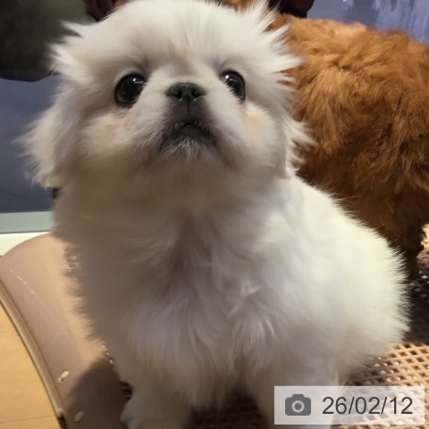 山形県のペキニーズ (ペットプラス 天童店/2025年12月6日生まれ/男の子/ホワイトクリーム)の子犬の4枚目の画像