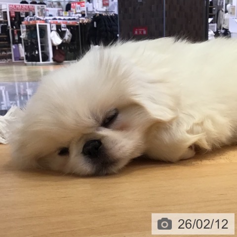 山形県のペキニーズ (ペットプラス 天童店/2025年12月6日生まれ/男の子/ホワイトクリーム)の子犬の3枚目の画像