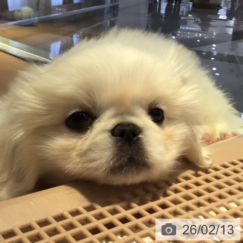 山形県のペキニーズ (ペットプラス 天童店/2025年12月6日生まれ/男の子/ホワイトクリーム)の子犬の3枚目の画像