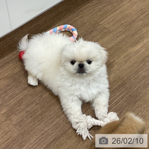 ペキニーズの写真