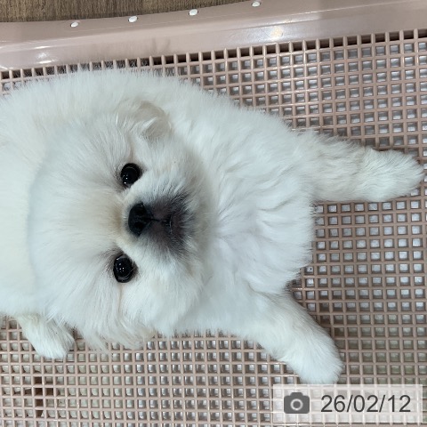 埼玉県のペキニーズ (ペッツワン 吉川美南店/2025年12月6日生まれ/男の子/ホワイトクリーム)の子犬の3枚目の画像