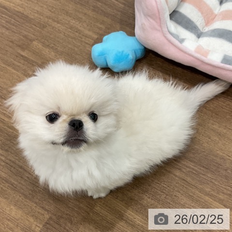 埼玉県のペキニーズ (ペッツワン 吉川美南店/2025年12月6日生まれ/男の子/ホワイトクリーム)の子犬の4枚目の画像
