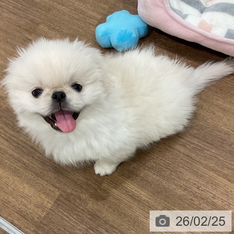 埼玉県のペキニーズ (ペッツワン 吉川美南店/2025年12月6日生まれ/男の子/ホワイトクリーム)の子犬の3枚目の画像