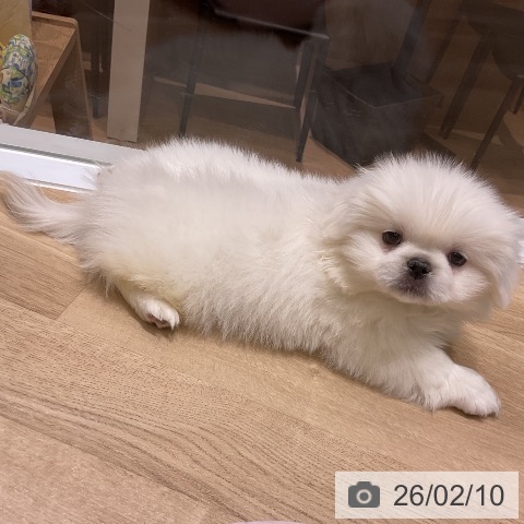 ペキニーズの写真