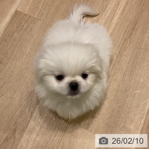 ペキニーズの写真