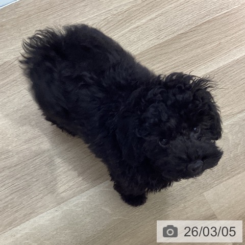 埼玉県のトイプードル(トイ) (ペットプラス イオンモール春日部店/2025年12月10日生まれ/男の子/ブラック)の子犬の3枚目の画像