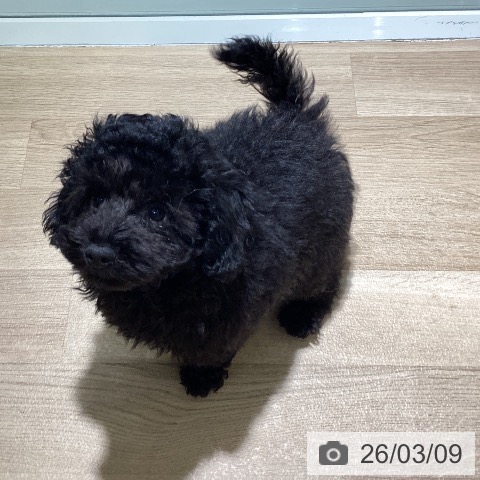 埼玉県のトイプードル(トイ) (ペットプラス イオンモール春日部店/2025年12月10日生まれ/男の子/ブラック)の子犬の4枚目の画像