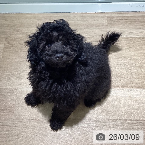 埼玉県のトイプードル(トイ) (ペットプラス イオンモール春日部店/2025年12月10日生まれ/男の子/ブラック)の子犬の3枚目の画像