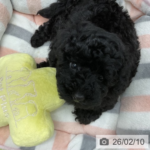 トイ・プードルの写真