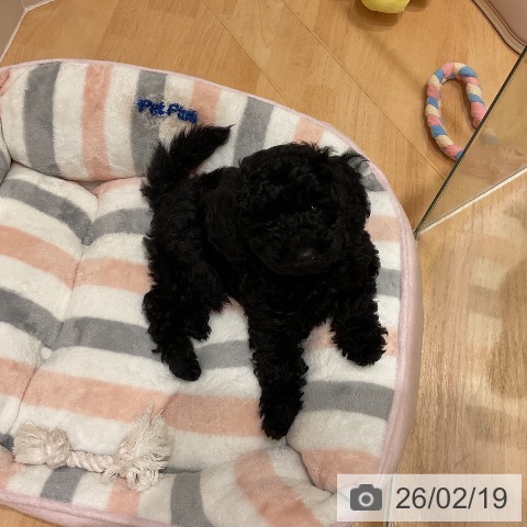 千葉県のトイプードル(トイ) (ペットプラス 成田店/2025年12月10日生まれ/男の子/ブラック)の子犬の4枚目の画像